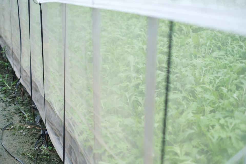写真：ハウスに虫が入らないように防虫ネットを張っている