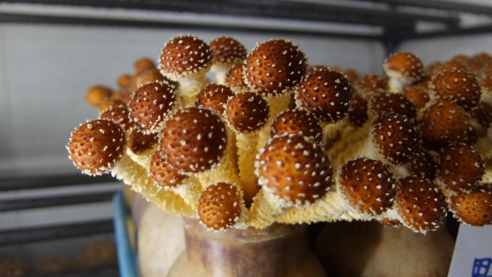 写真：すぎたけ