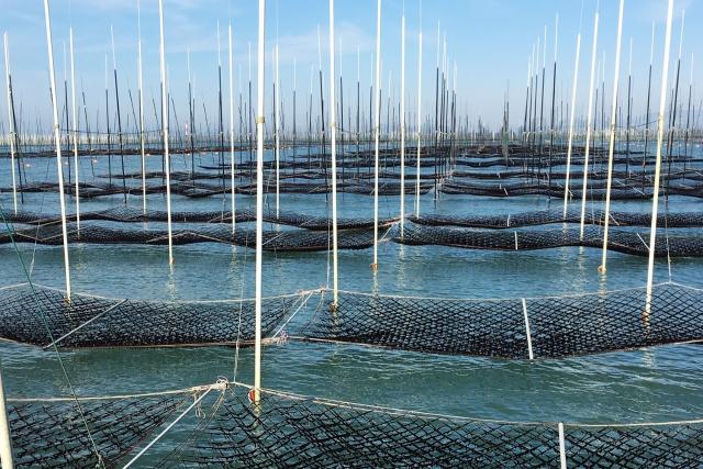 写真：海の中に支柱を立てて網を張る「支柱式養殖」