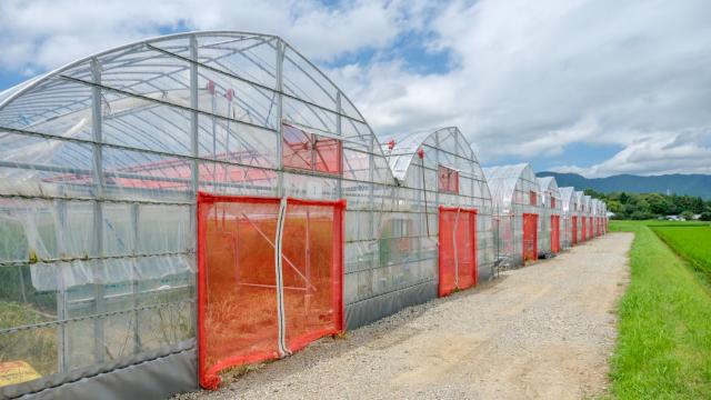 防虫ネットが張られたビニールハウスが連なる、みやこFARMの風景