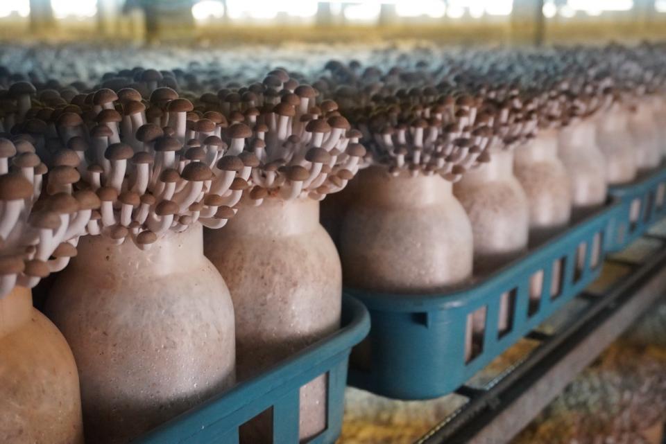 写真：ハウス内で栽培されているすぎたけ