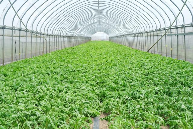 写真：ビニールハウスのなかは青々とした緑の野菜たち
