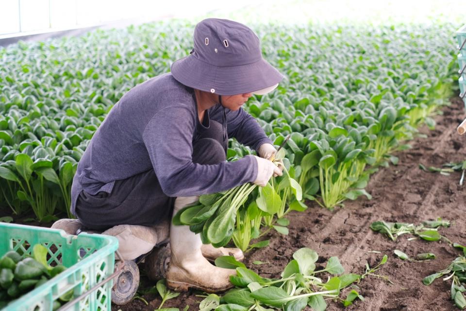 写真：小松菜の収穫をする様子