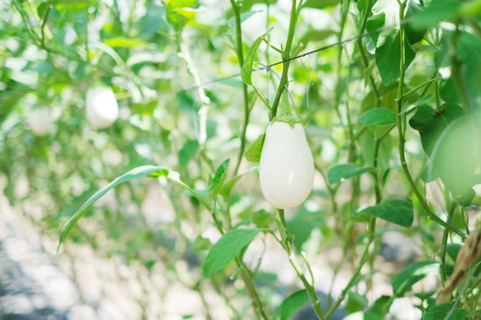 安心して食べられるおいしい野菜づくり。 JGAPやワンヘルスの認証を受け、販路も広がりました。