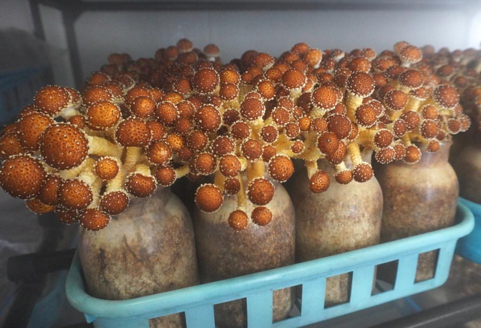 認証は「伝える力」になる。廃菌床の再利用と食育の取組で、きのこの可能性が広がりました。