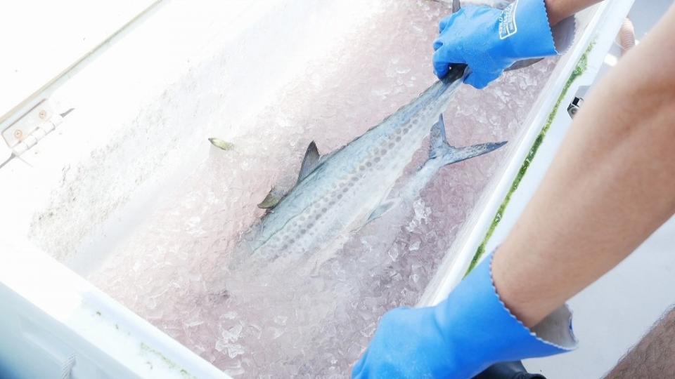 海の環境も働く環境も守りながら、糸島のブランド魚「特鮮本鰆」ＰＲに取り組む。