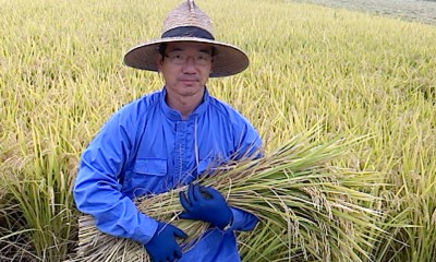 稲刈りの様子です。