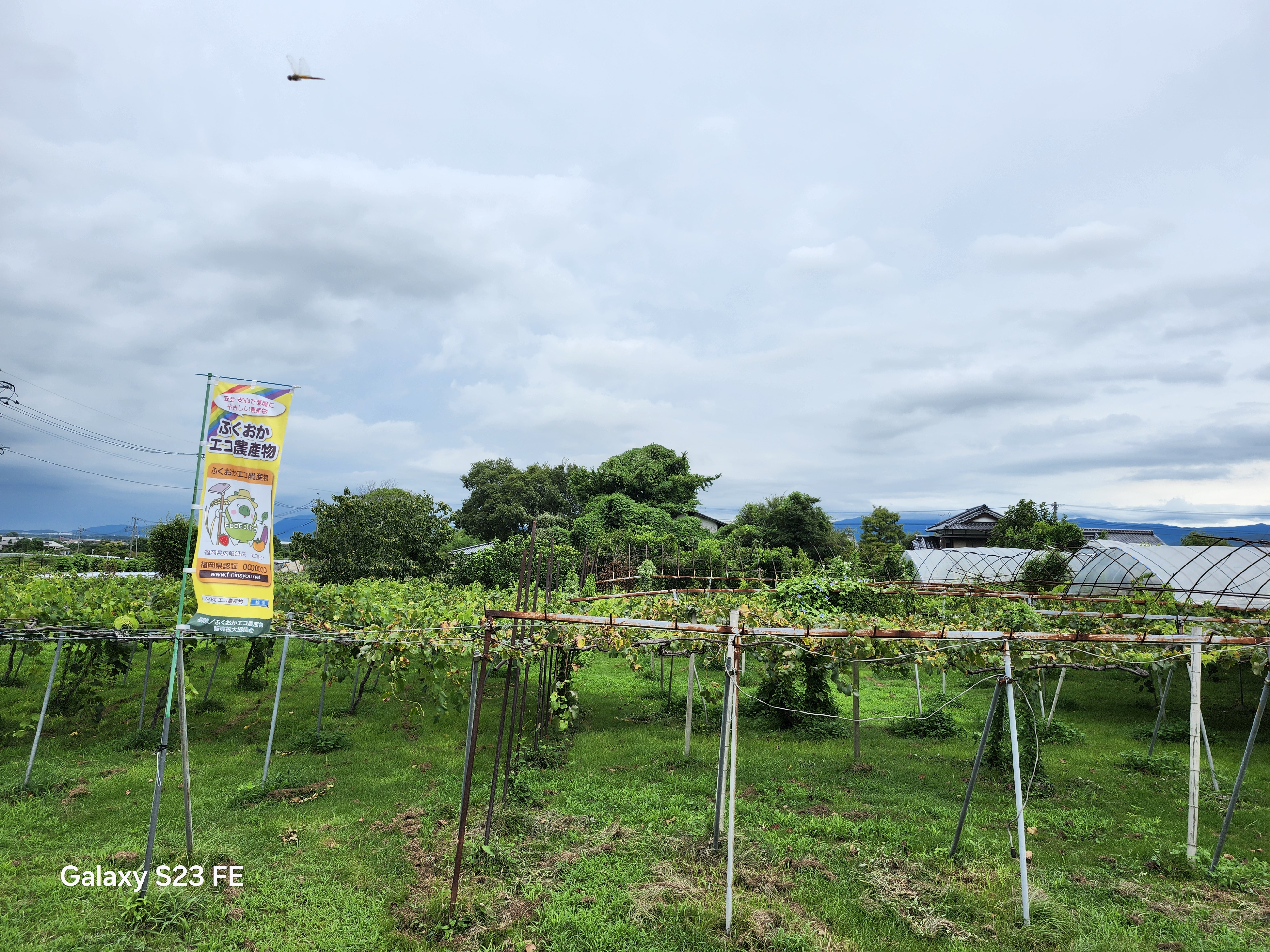 ぶどうの生産者です。